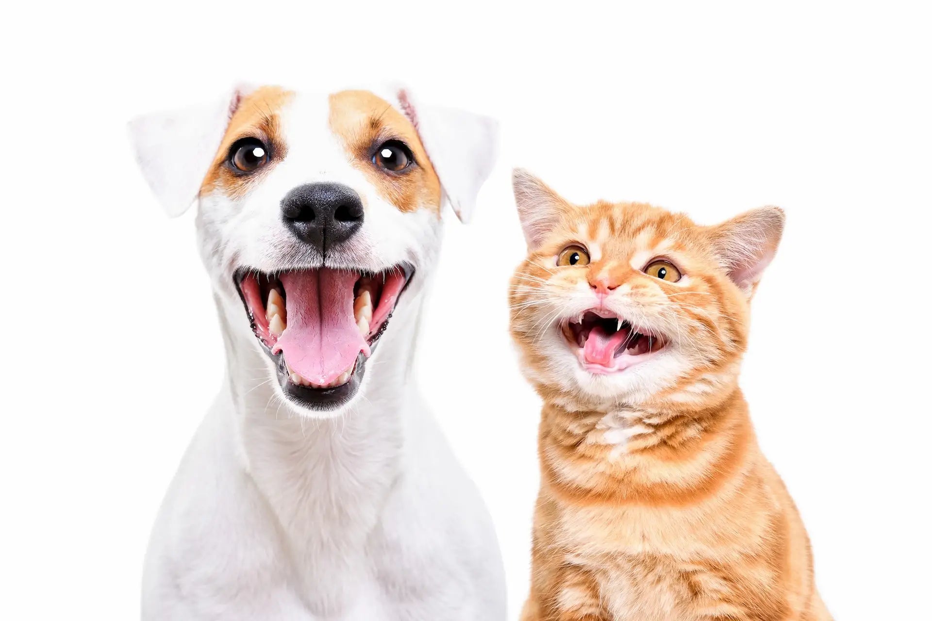 Baluna_Hund_Katze_Start-1