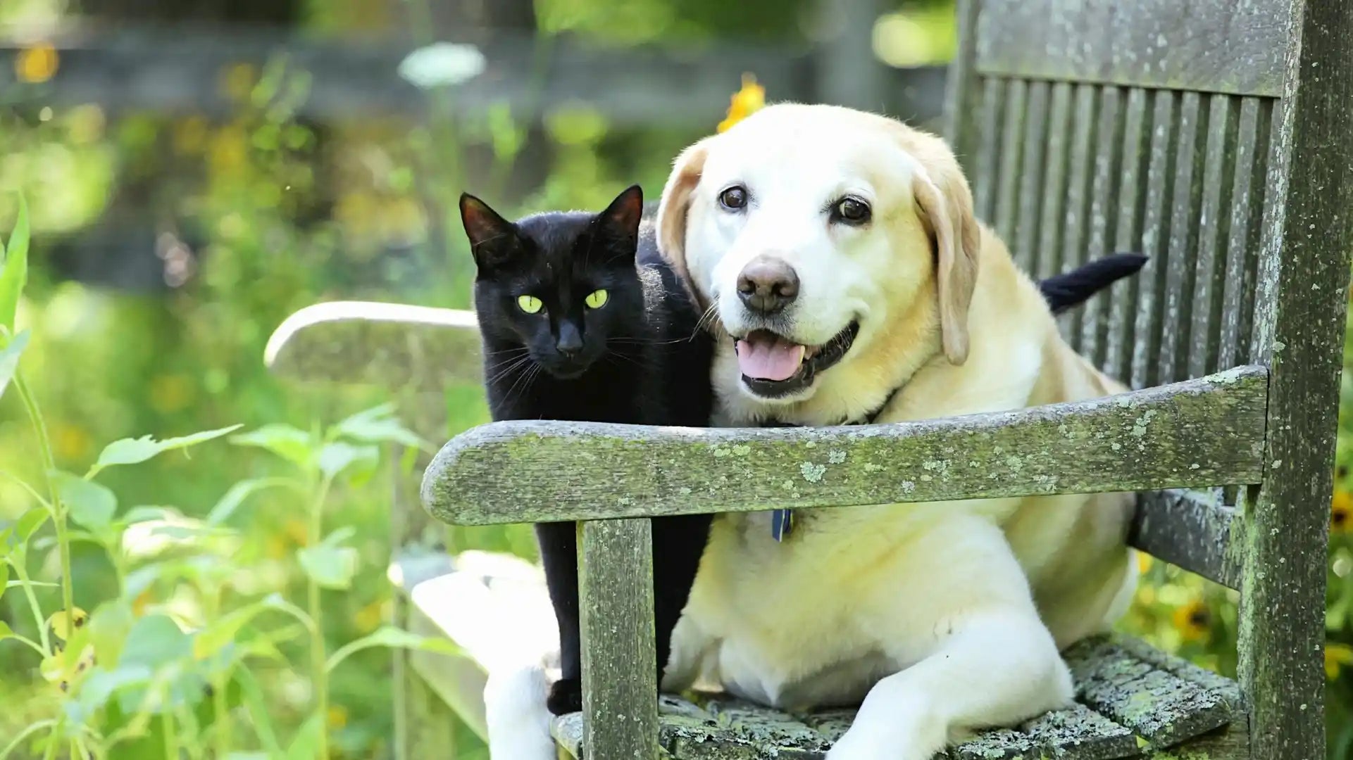 schwarze-katze-und-labrador-hund-sitzen-gemeinsam-auf-einer-holzbank-im-garten-symbol-fuer-harmonie-zwischen-haustieren-und-artgerechte-tierhaltung-mit-baluna