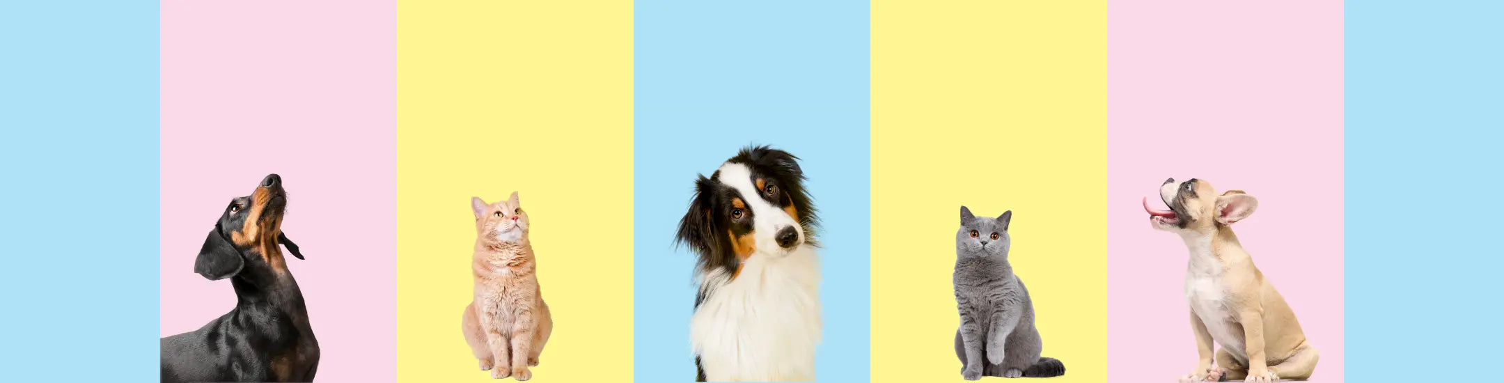 mehrere-hunde-und-katzenrassen-vor-buntem-hintergrund-darstellung-der-produktvielfalt-von-baluna-fuer-hunde-und-katzen-jeder-groesse-und-rasse