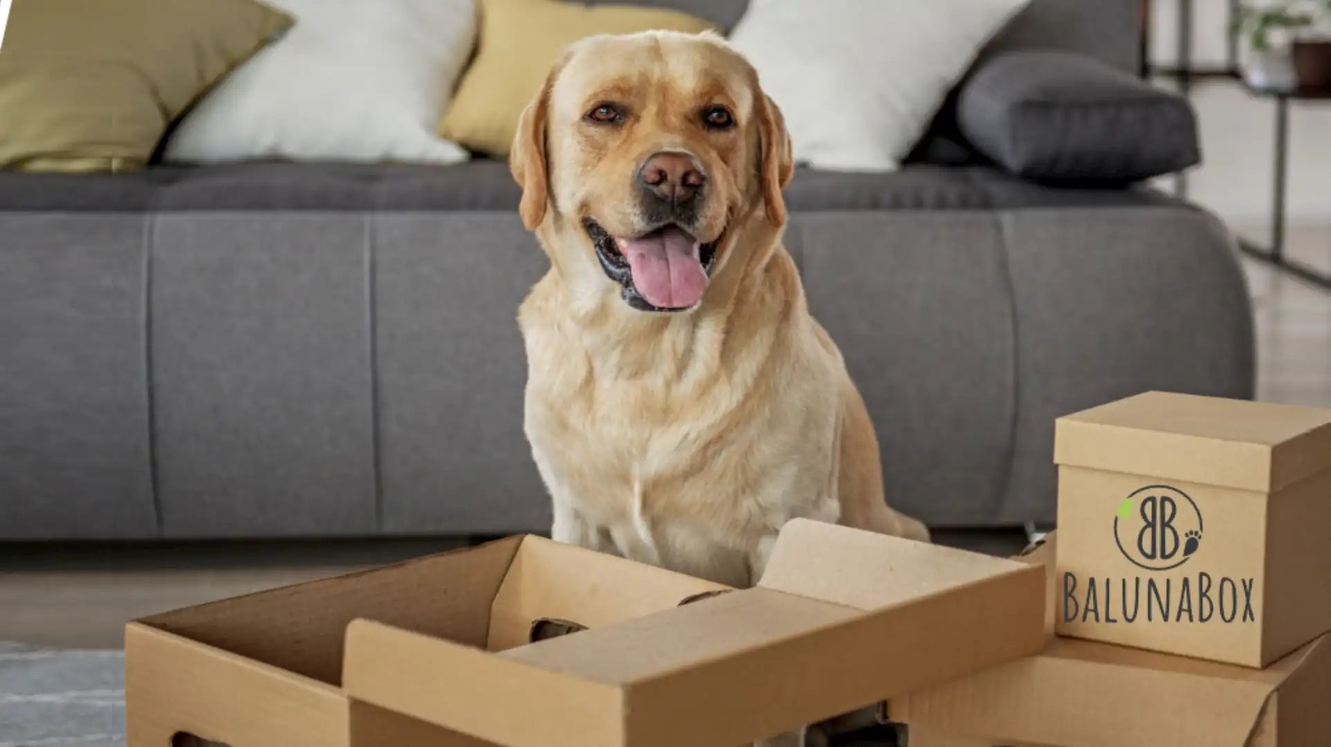 laechelnder-labrador-sitzt-vor-baluna-box-mit-gesundem-hundefutter-in-einem-wohnzimmer