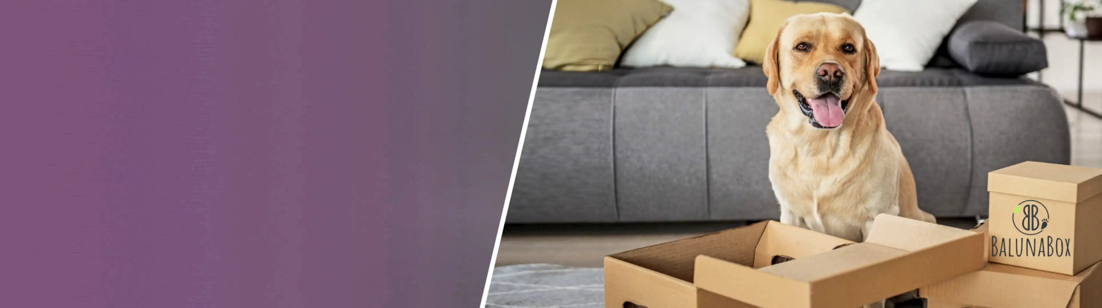 laechelnder-labrador-sitzt-vor-baluna-box-mit-gesundem-hundefutter-in-einem-wohnzimmer