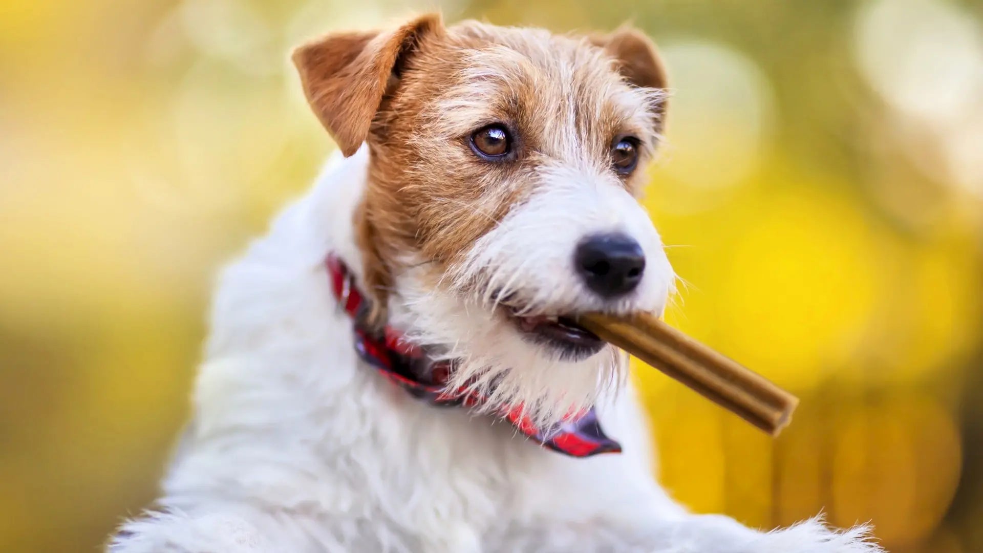 kleiner-hund-mit-kausnack-im-maul-symbol-fuer-natuerliche-hundesnacks-und-gesunde-belohnung-von-baluna