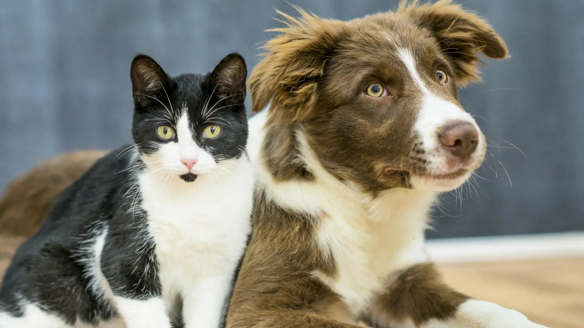 schwarz-weiße-katze-und-braun-weißer-hund-liegen-gemeinsam– symbol-fuer-freundschaft-und-artgerechte-tiernahrung-von-baluna