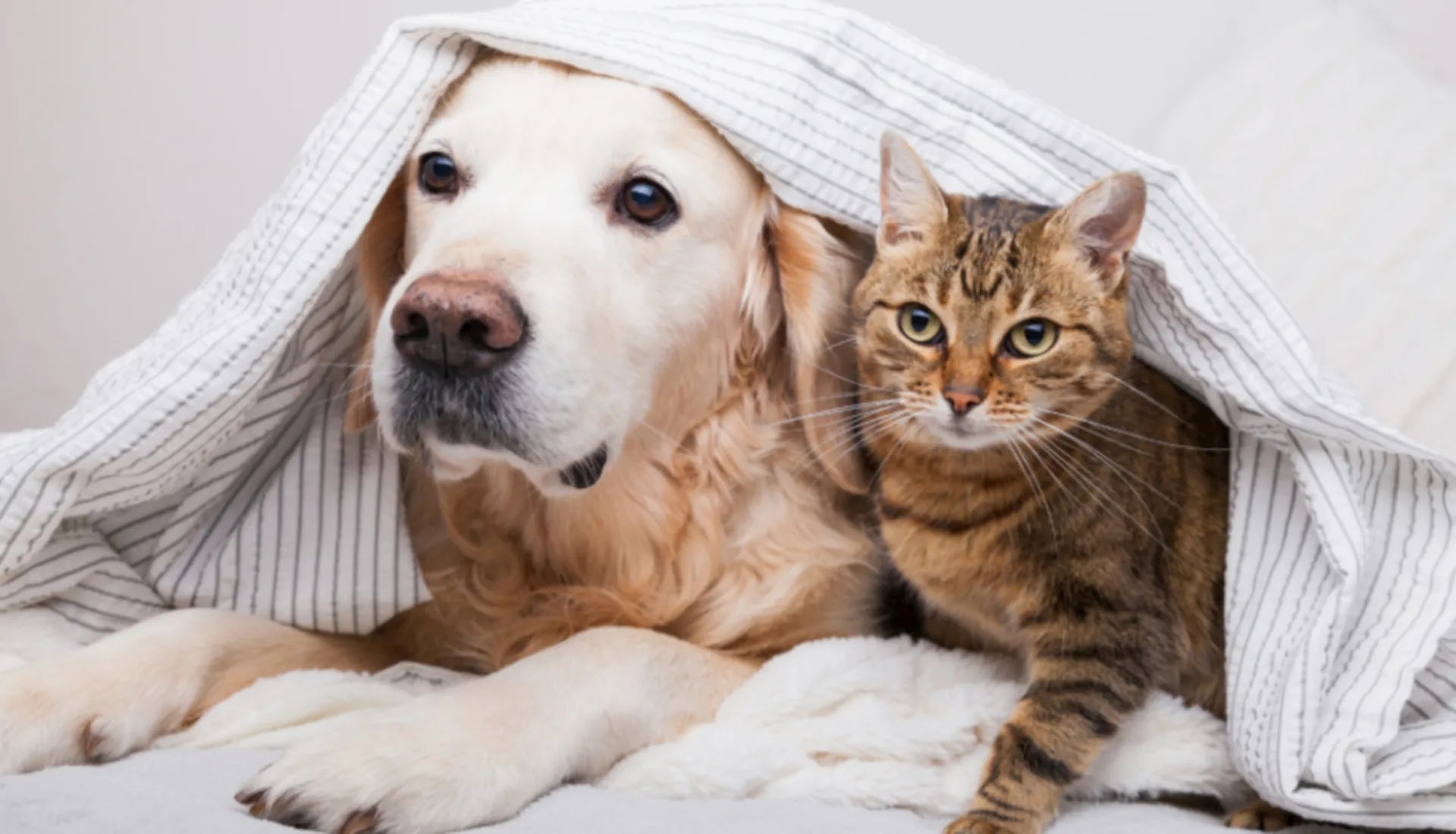 golden-retriever-und-getigerte-katze-kuscheln-gemeinsam-unter-einer-decke–symbol-fuer-geborgenheit-und-tierische-freundschaft-mit-baluna