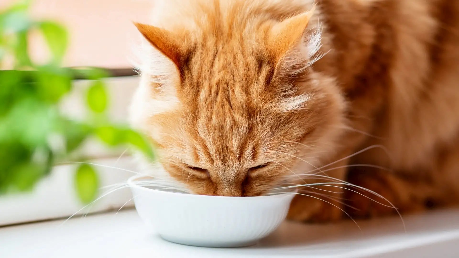 rote-langhaarkatze-frisst-aus-einem-napf–symbol-fuer-artgerechtes-natuerliches-und-gesundes-katzenfutter-von-baluna