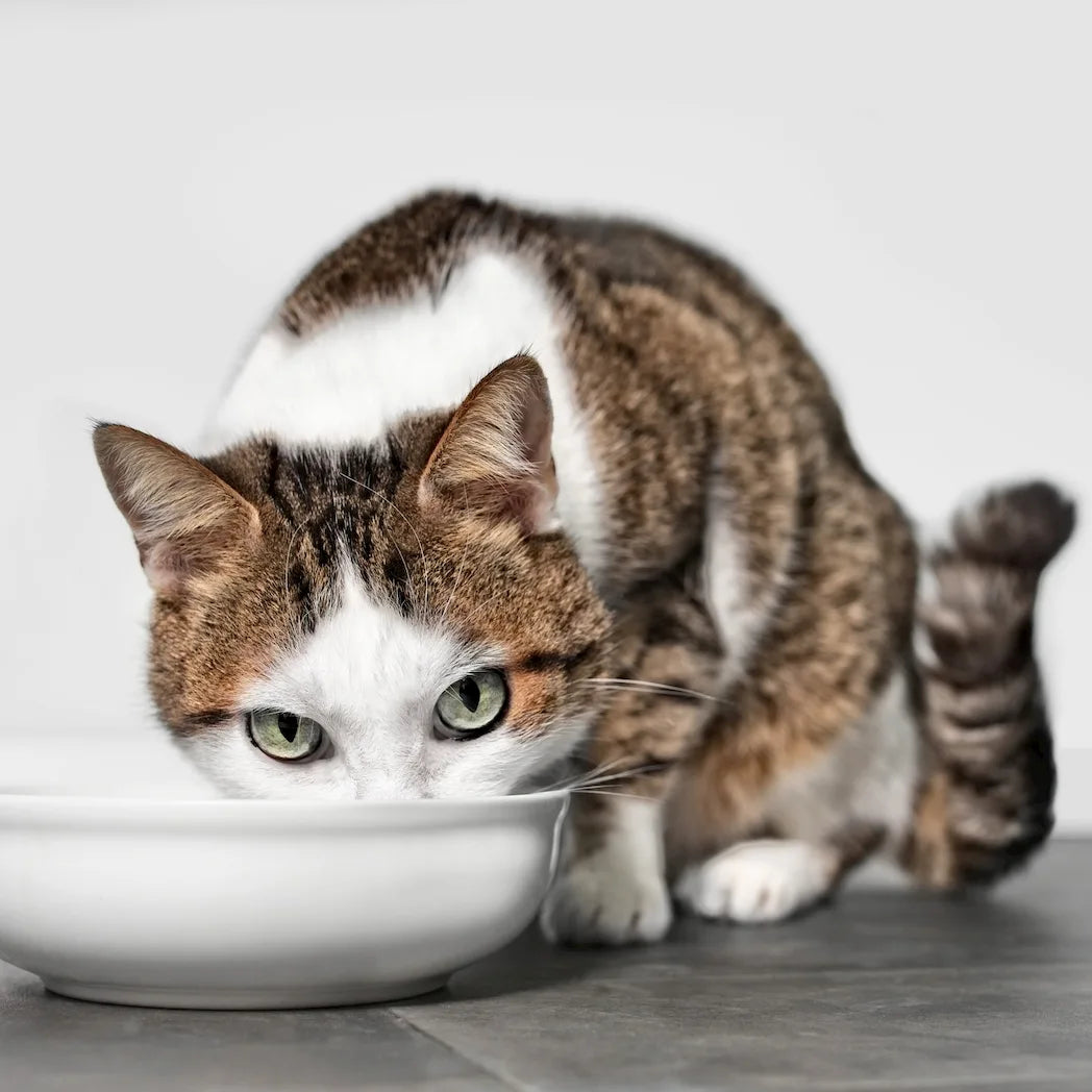 Baluna_Kategorien_Katzenfutter