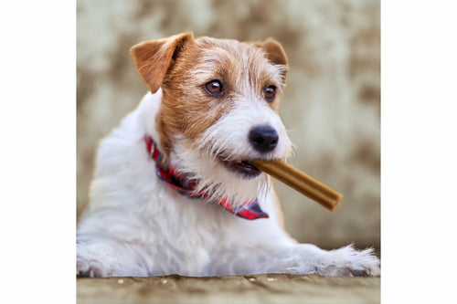 baluna-hund-mit-snack-im-maul