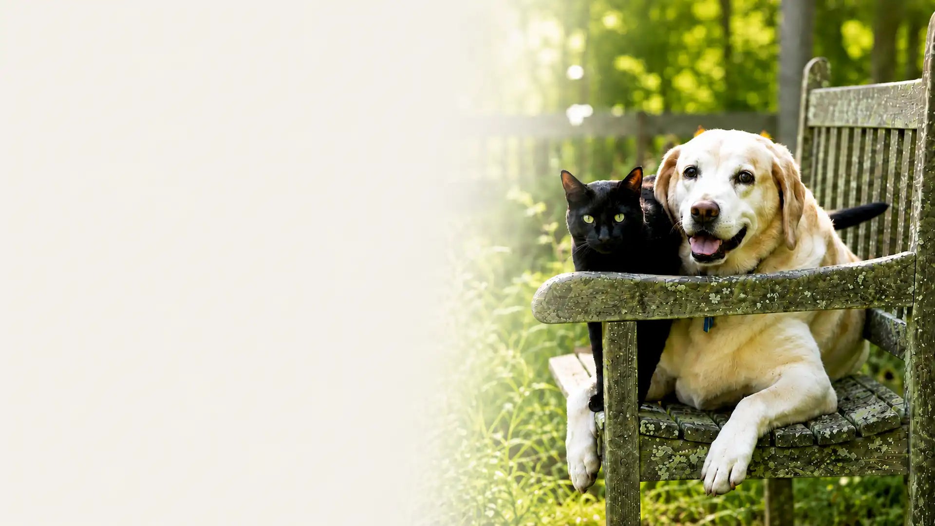 Hund und Katze gemeinsam auf einer Gartenbank mit Bio-Siegel