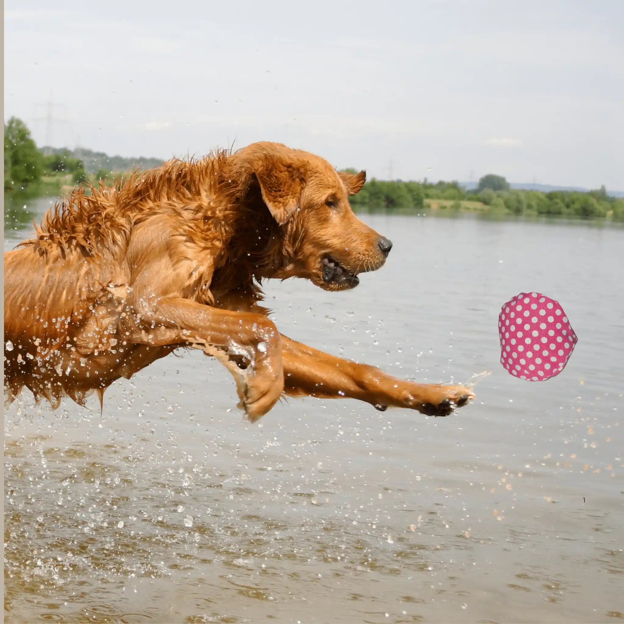 golden retriever hund springt im wasser nach bio hundespielzeug ball mit punkten – baluna