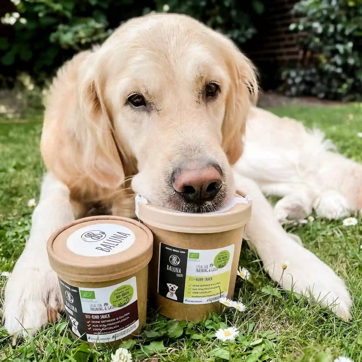 Glücklicher Golden Retriever mit Baluna Bio-Hundesnacks im Garten – gesunde Leckerli ohne Getreide und Zucker für Hunde