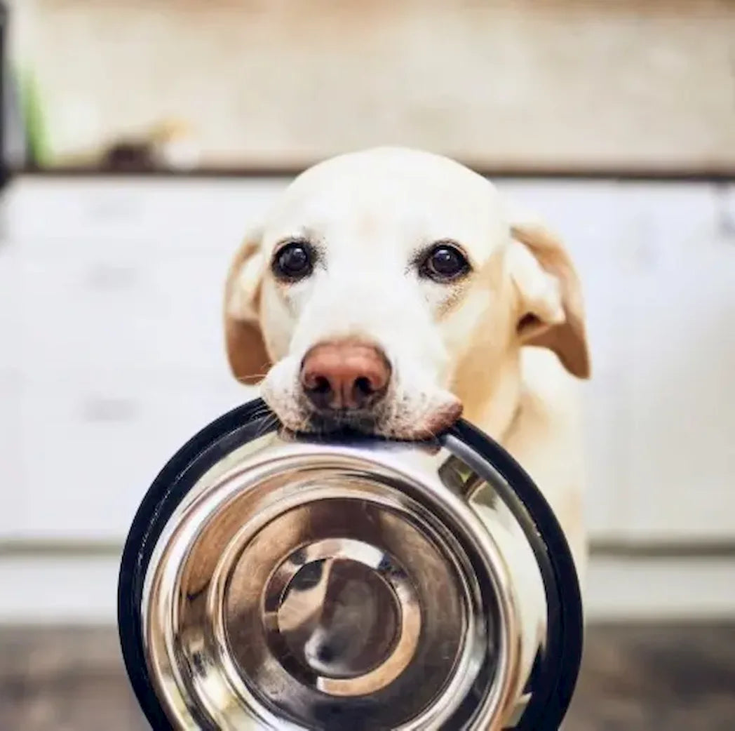 Hungriger Hund mit Napf im Maul – Symbolbild für hochwertiges und natürliches Hundefutter von Baluna