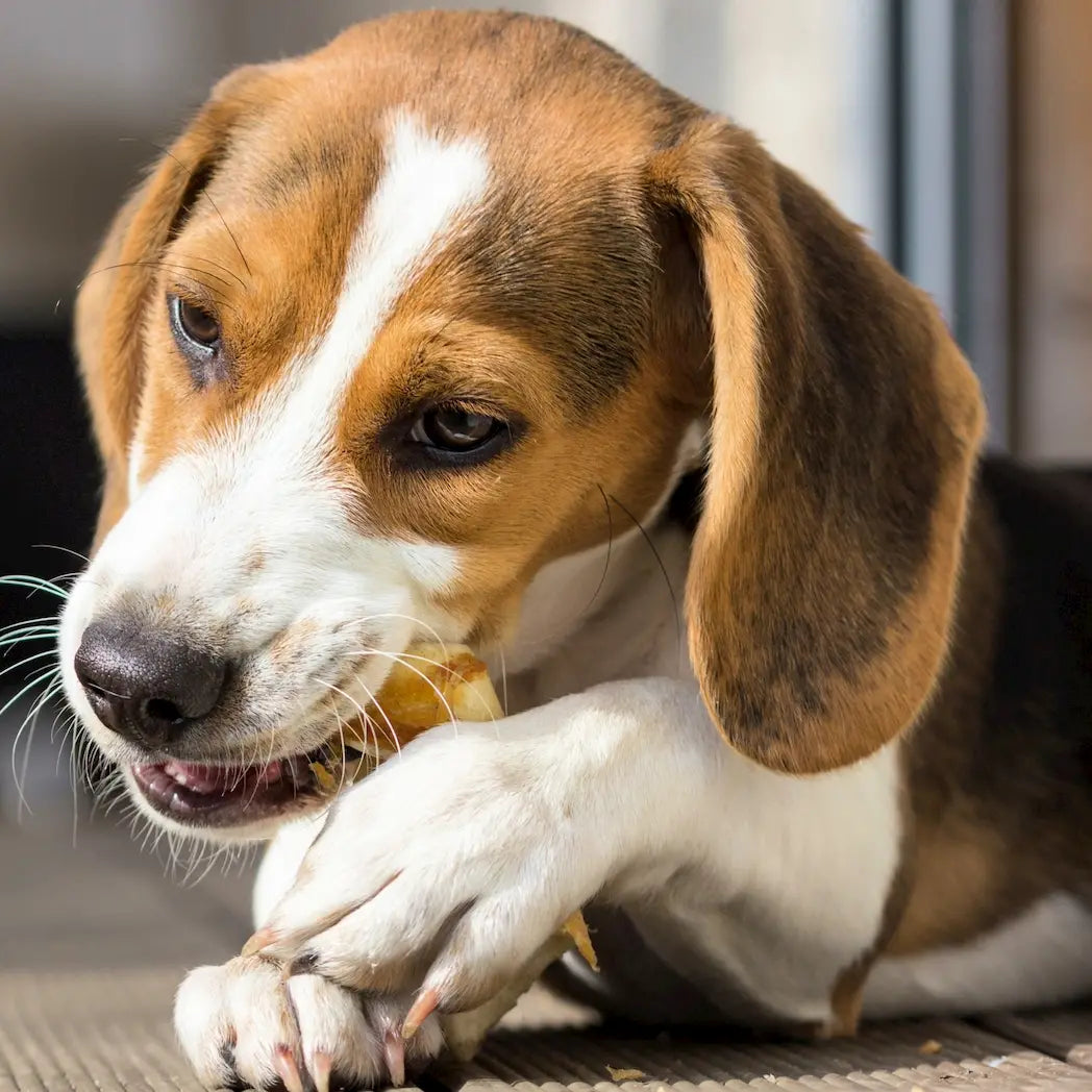 Beagle-Welpe beim Kauen auf einem natürlichen Hundesnack – gesunde Kauartikel von Baluna für artgerechte Belohnung
