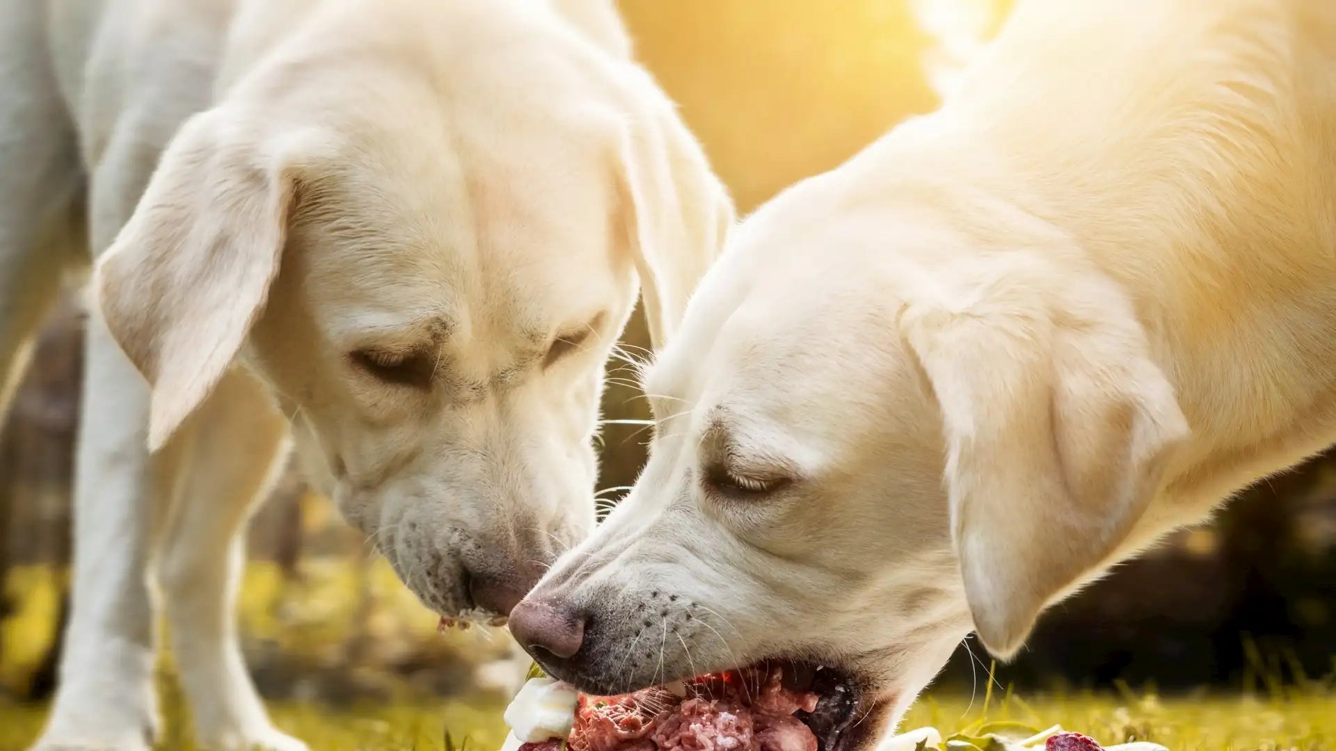 zwei-helle-hunde-fressen-gemeinsam-frisches-fleisch-im-freien–symbol-fuer-natuerliche-hundenahrung-und-artgerechte-ernaehrung-mit-baluna