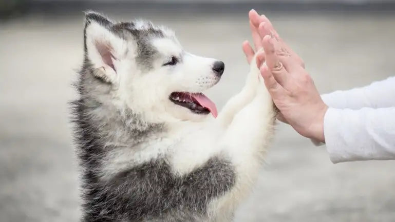 husky-welpe-gibt-high-five-mit-mensch–baluna-hundefutter