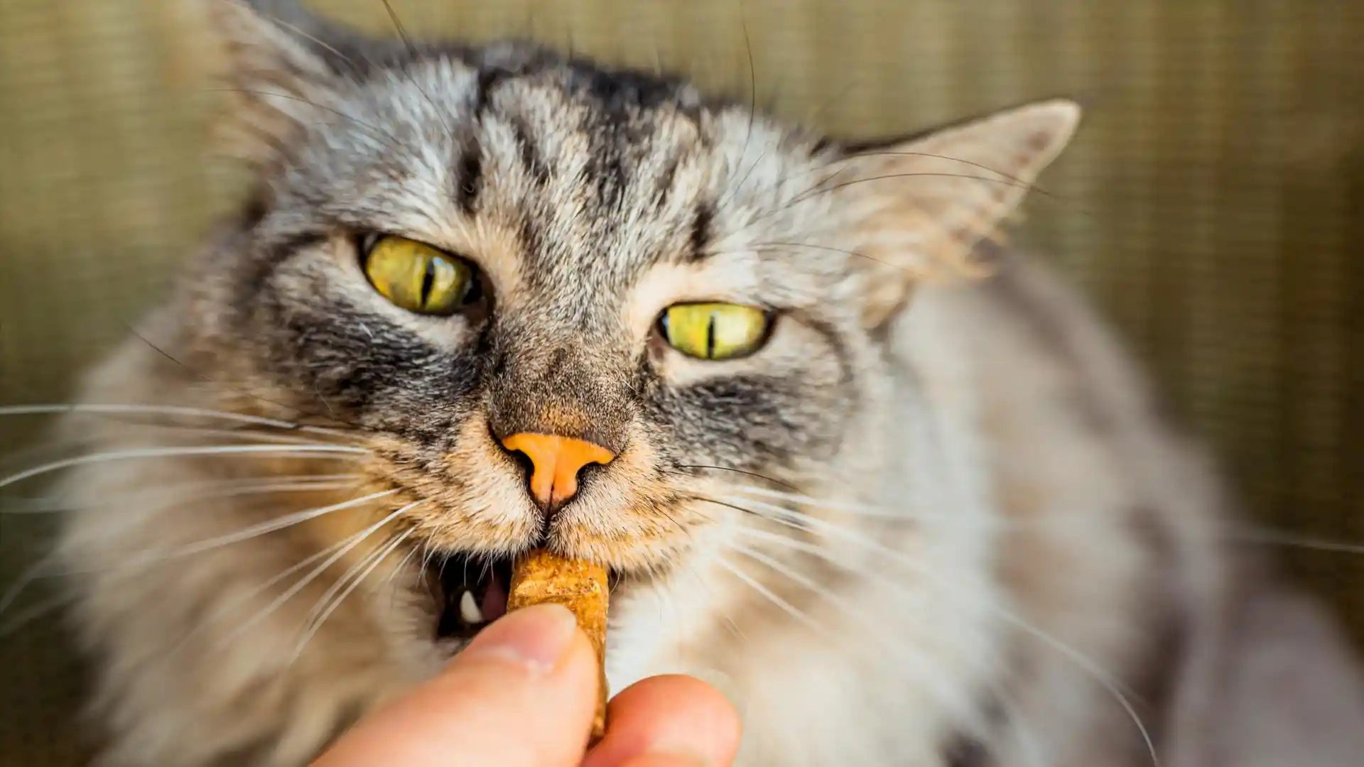 graue-katze-mit-gelben-augen-frisst-natürlichen-katzensnack-aus-der-hand-gesunde-belohnung-für-katzen-hochwertiges-katzenfutter-natürliche-zutaten